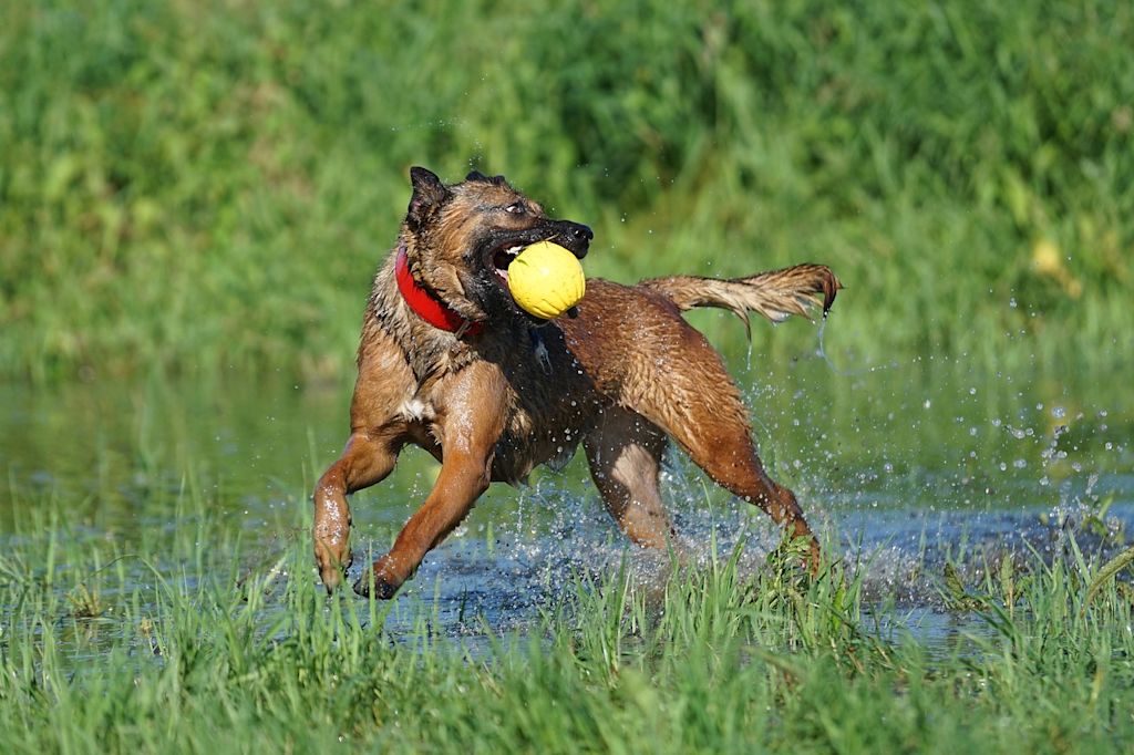 chien joue balle herbe