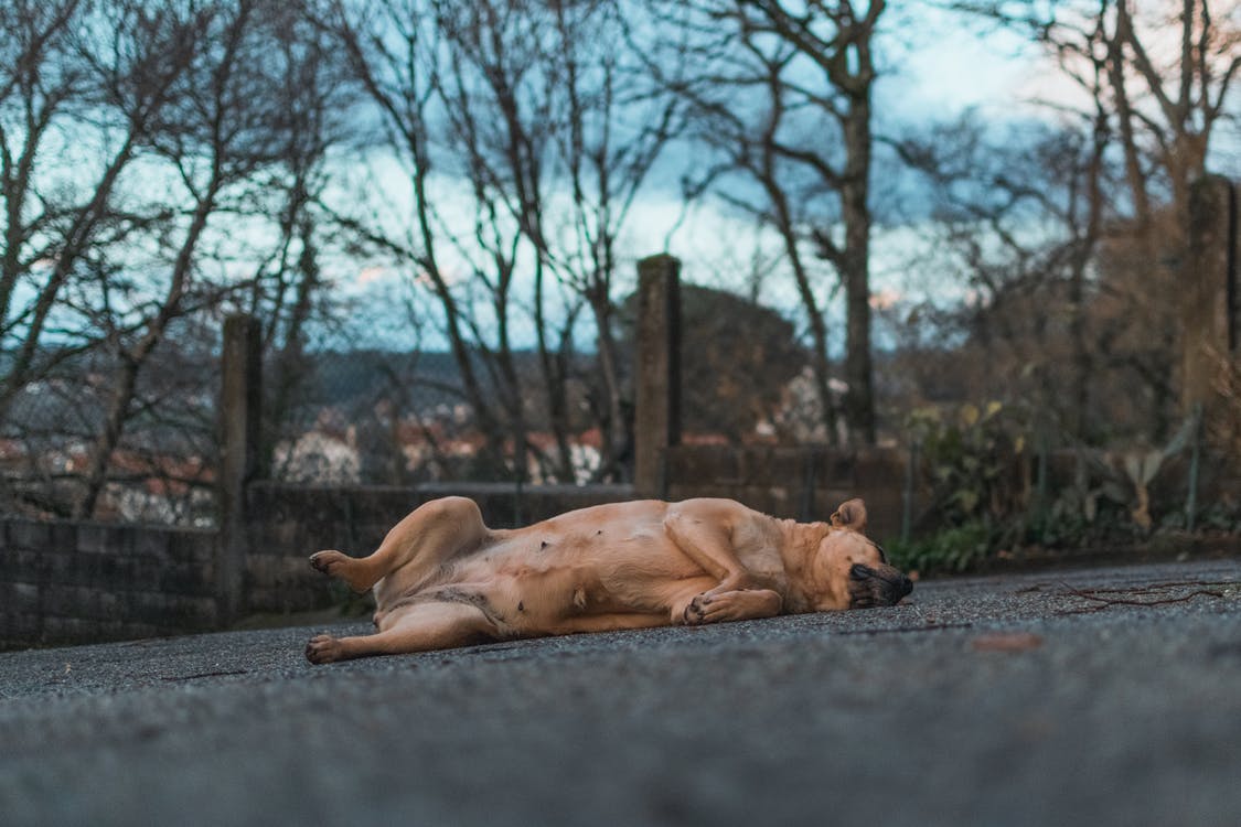 apprendre à son chien à rouler sur lui même