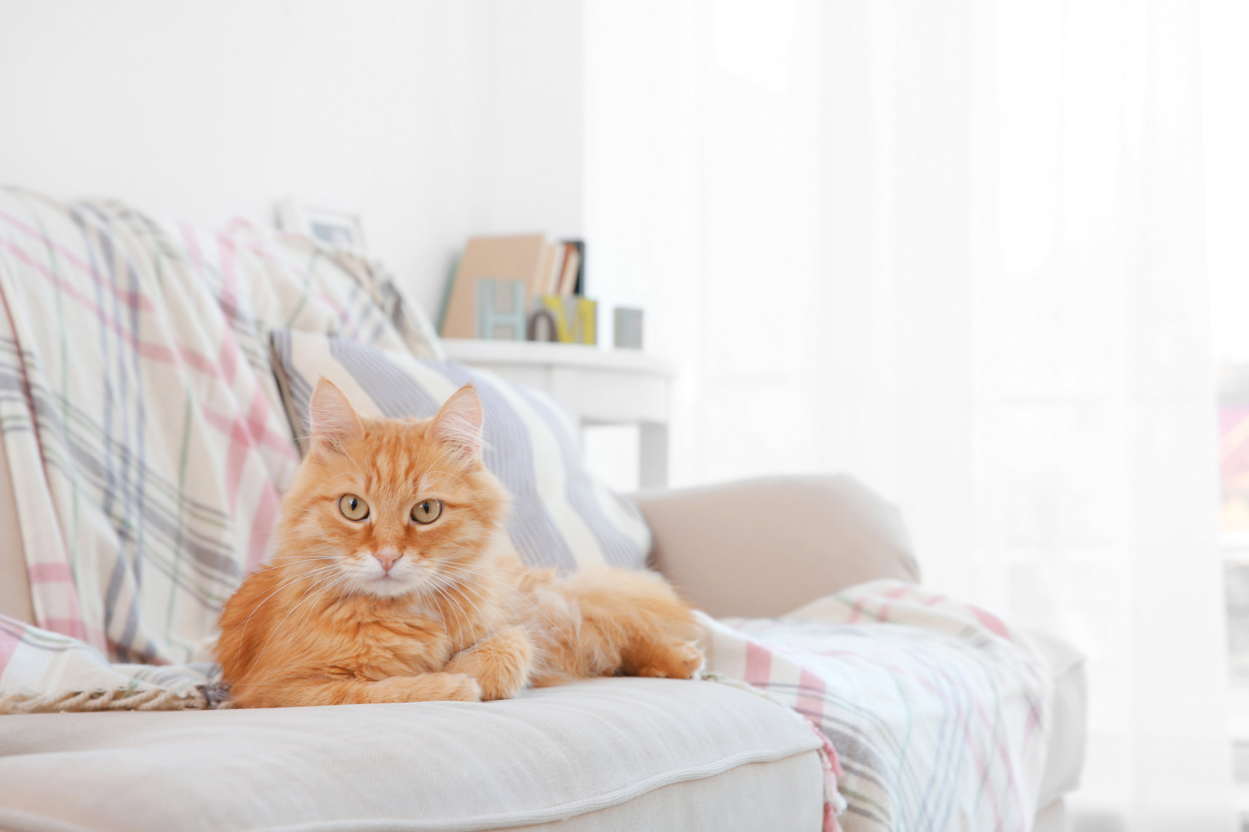 Comment éliminer l'odeur de chat chez moi ? - Trucs et astuces - Chat -  Santévet