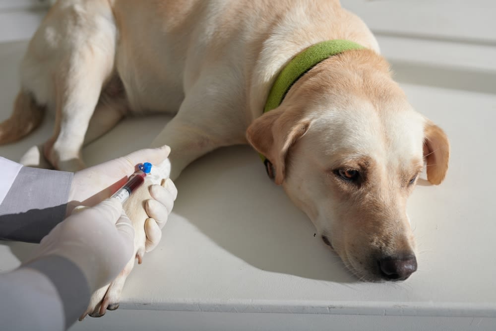 Análisis de sangre en perro