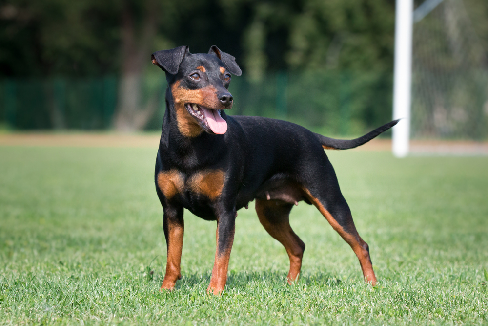 el pinscher aleman es una buena raza de perro