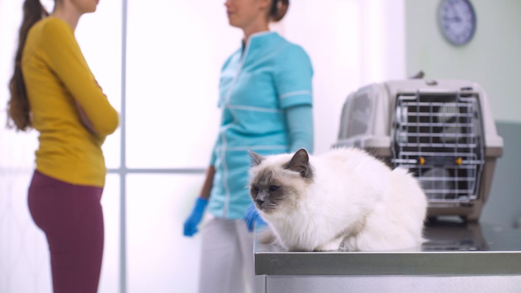 chat veterinaire comportementaliste