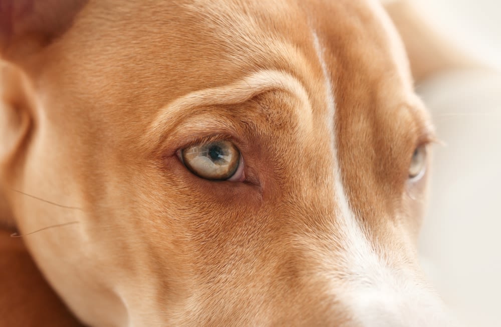Hund blickt aufmerksam im sanften Licht zur Seite