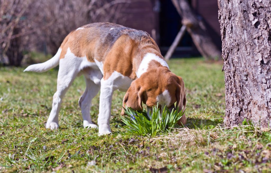 pourquoi chien manger herbe
