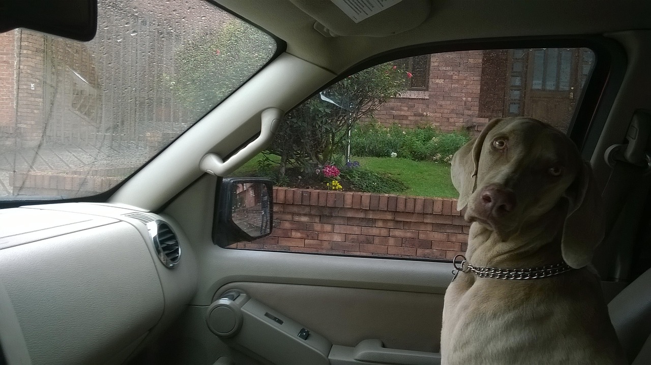 Chien dans une voiture