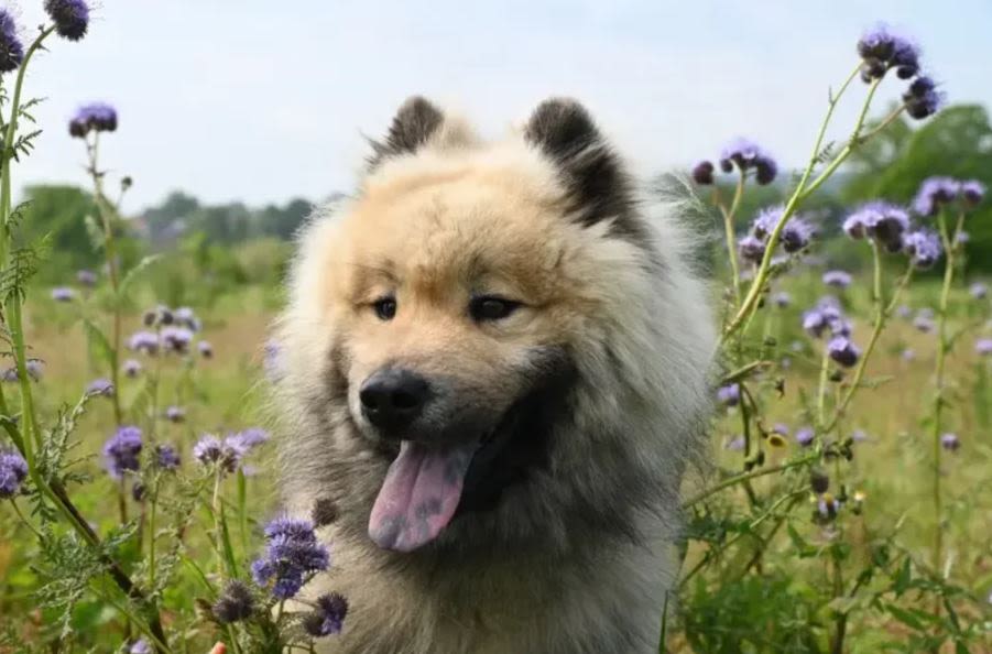 Salud dental en razas con pelaje denso.