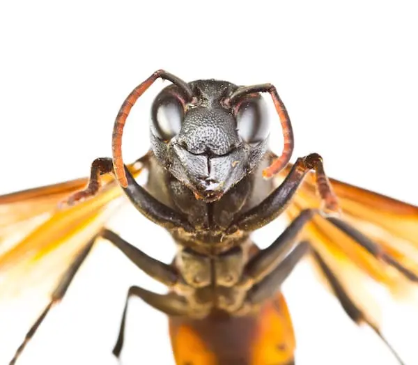 pisure gupe chez le chien et le chat