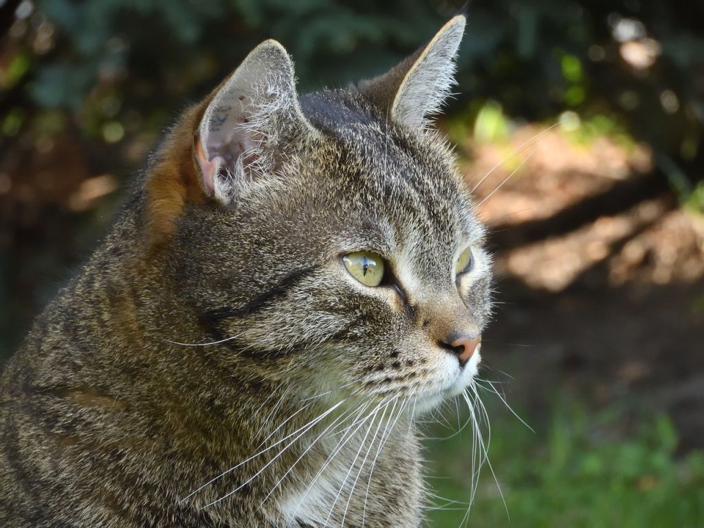 chat tigré extérieur