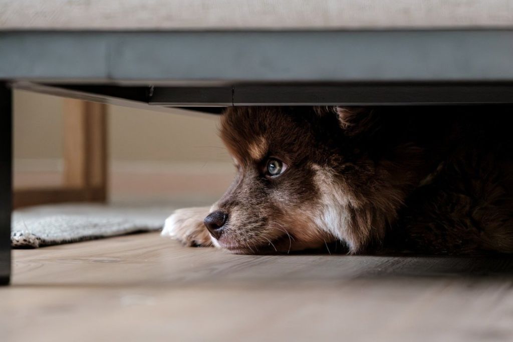 Chien caché sous un meuble