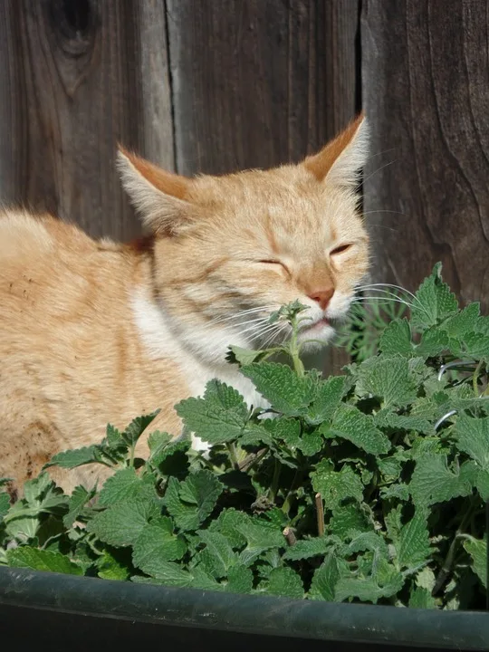 Pourquoi mon chat mange-t-il de l'herbe ? Est-ce pour se purger ?