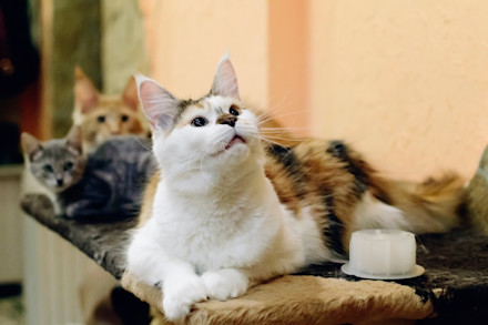 ¿Cómo elegir el nombre ideal para tu gato?