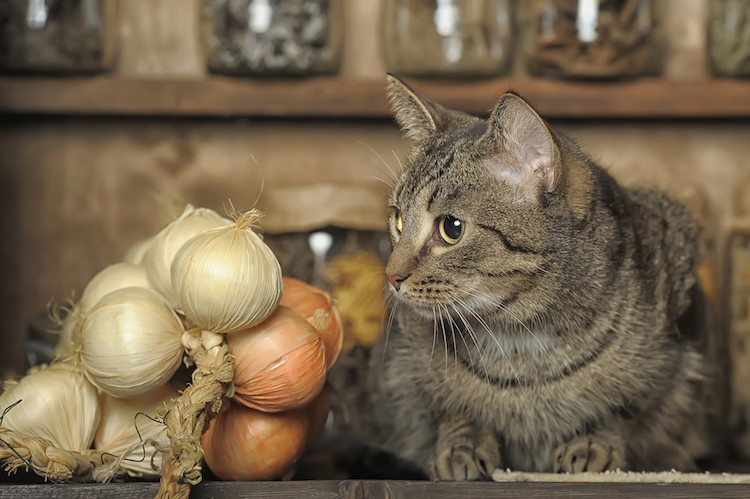 oignon toxique pour le chat