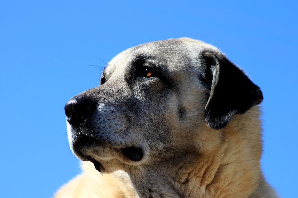 kangal