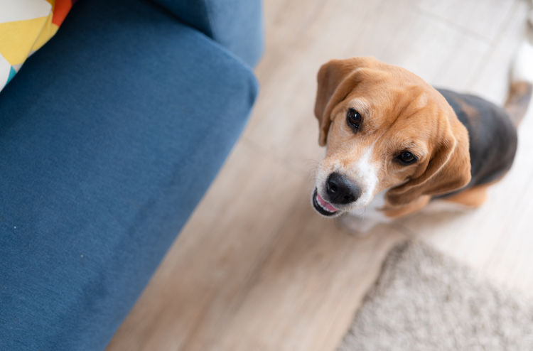 chien pipi de joie