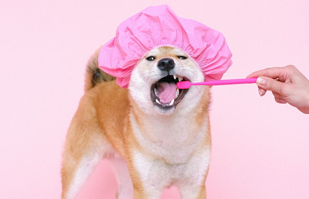 Chien en plein brossage de dents