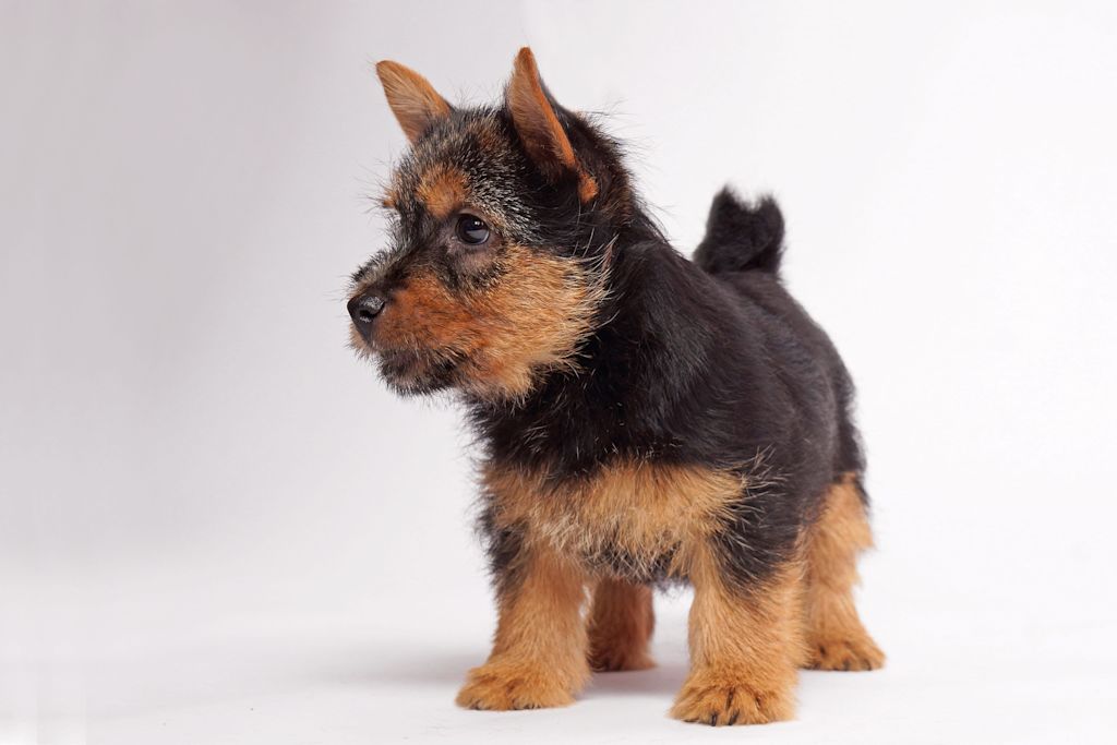 chiot jagd terrier