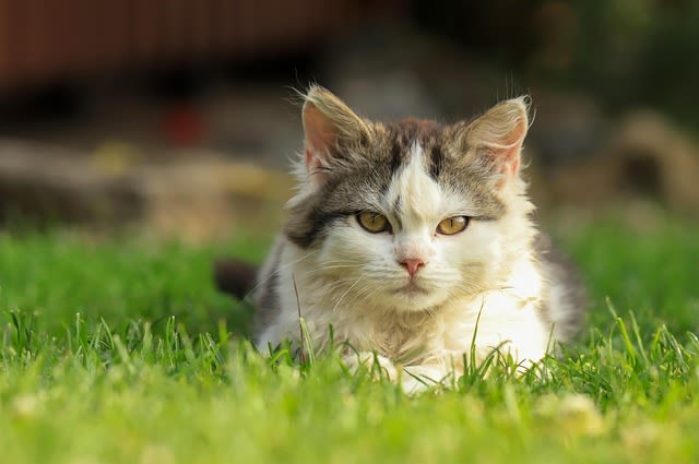 Chat malade