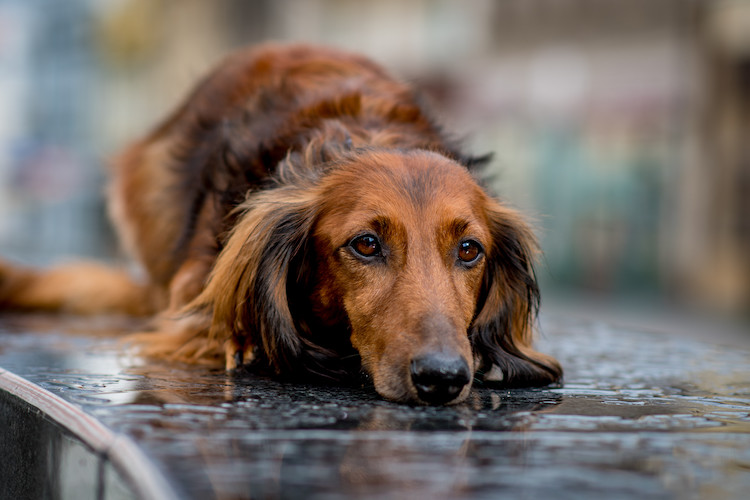 déprime chez le chien traitement