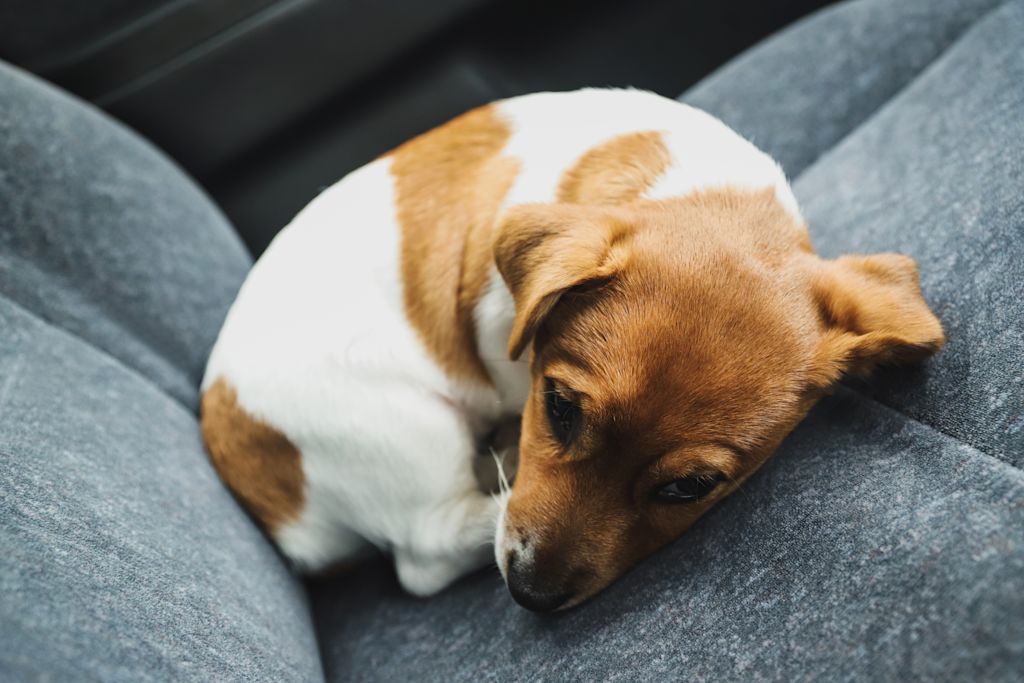 beagle
