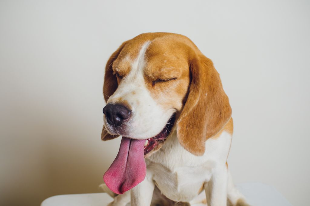 beagle