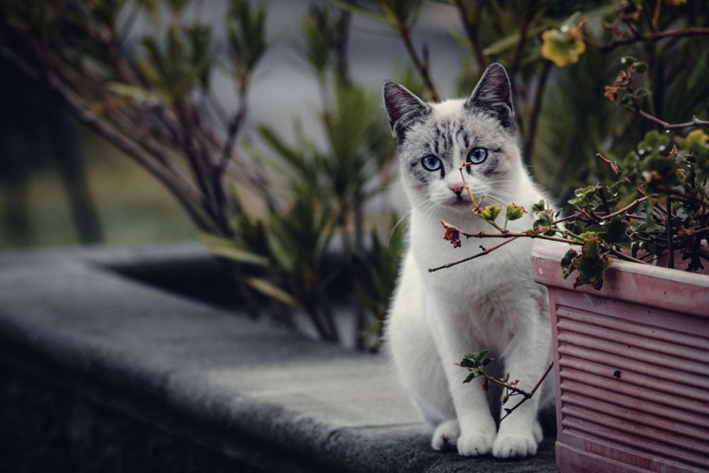 Chat près d-une jardinière