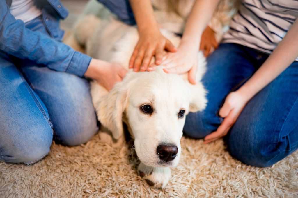 devenir famille d accueil de chien guide d aveugle