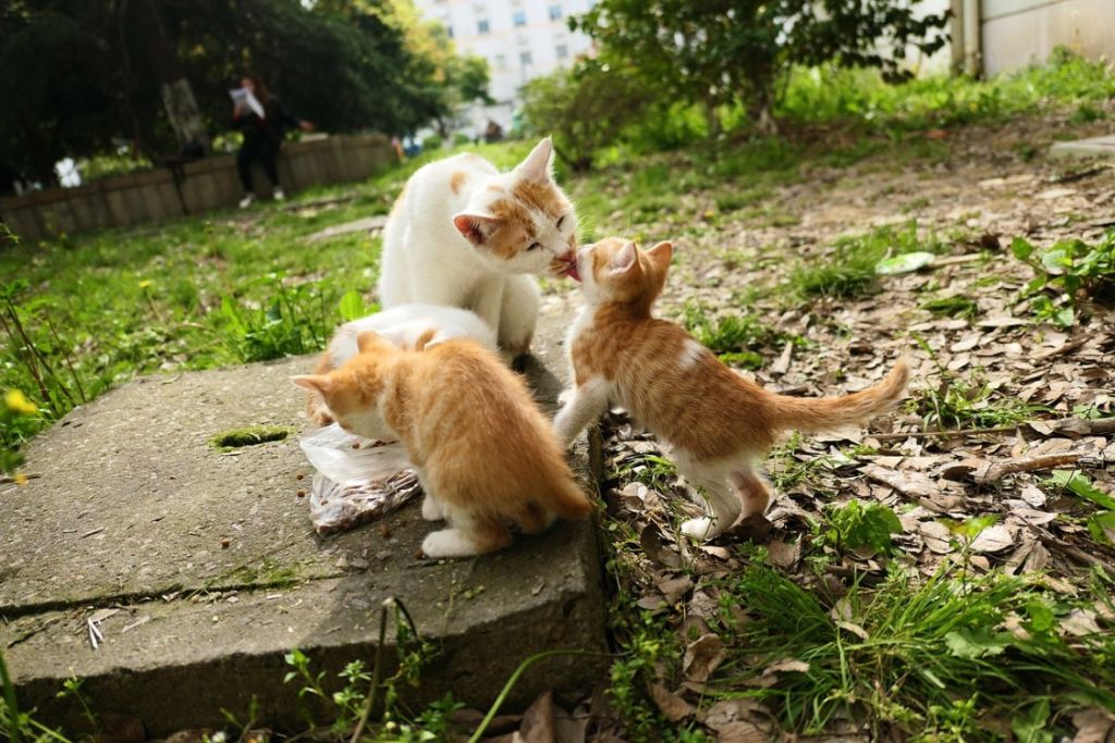 chats qui se lèchent