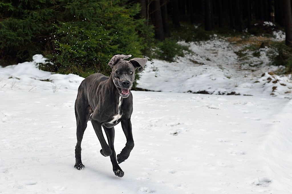 dogue allemand