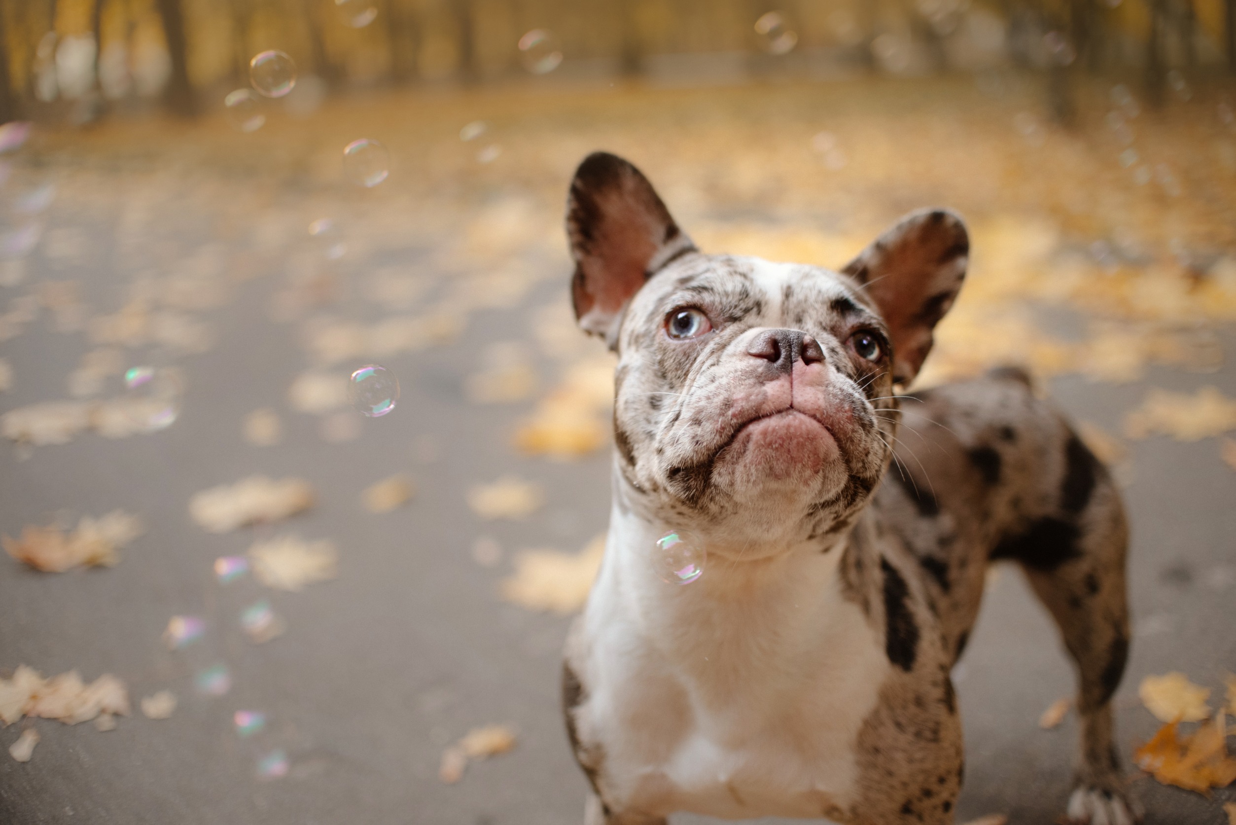 bouledogue francais couleur merle