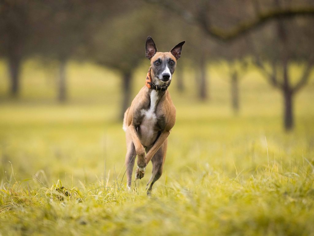 greyhound dans herbe