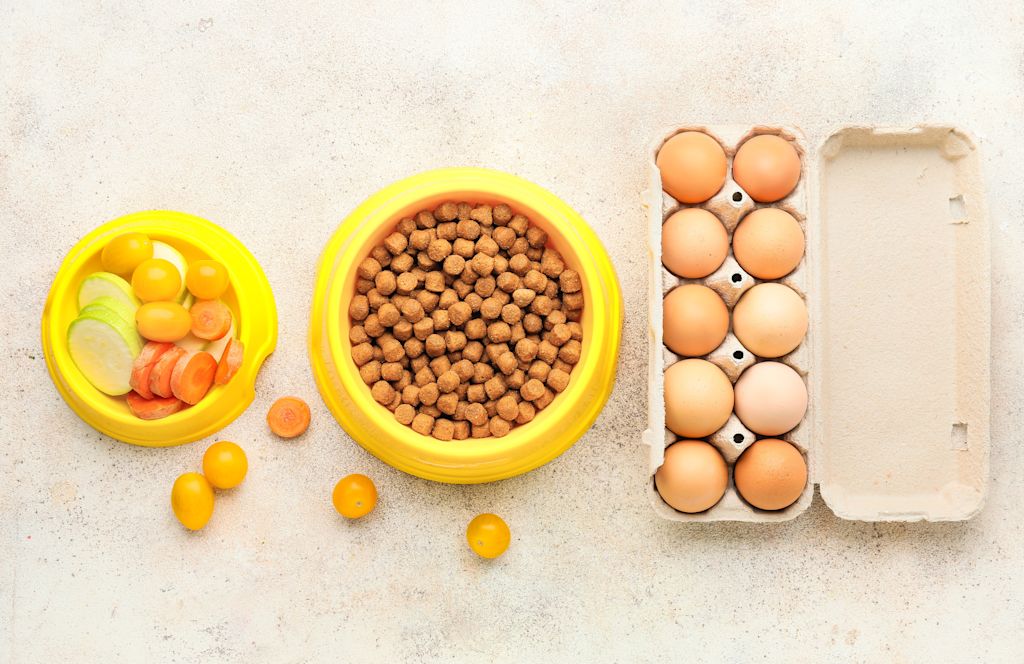 oeufs et croquettes pour chien