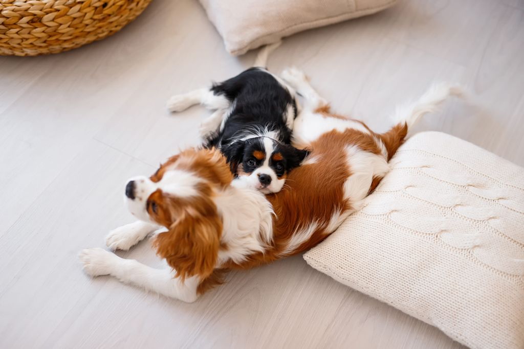 femelle cavalier king charles et son chiot