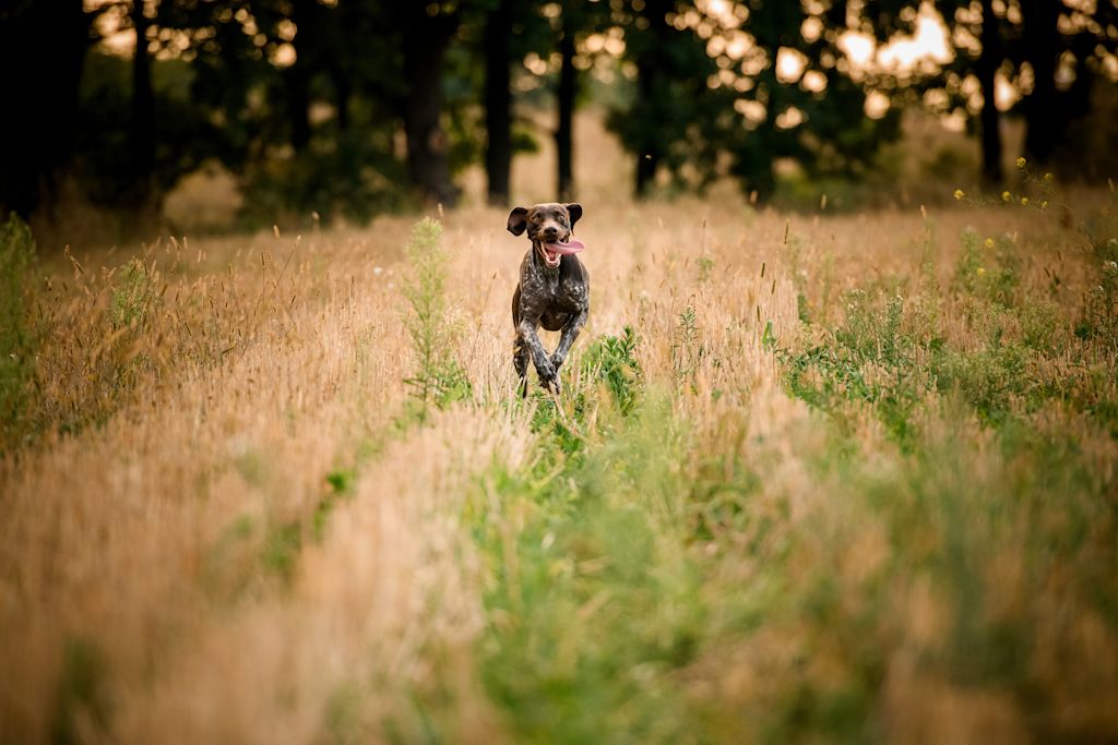 chien chasse nature