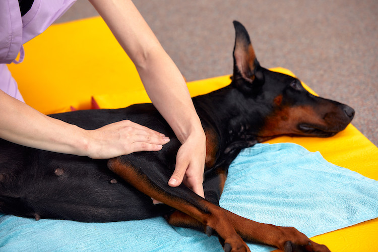 massage pour chien