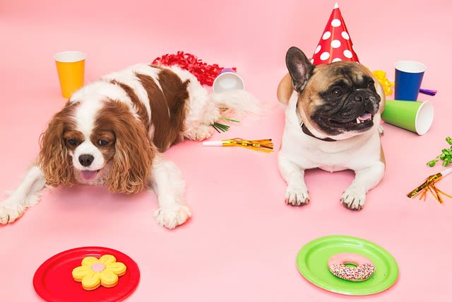 Age chiens