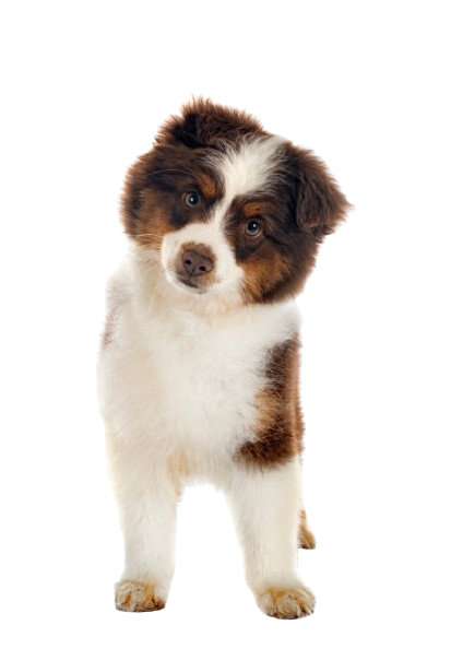 Berger américain miniature