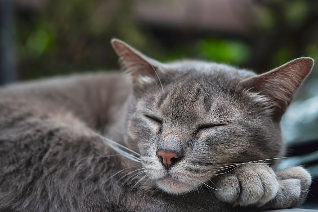 portrait vieux chat