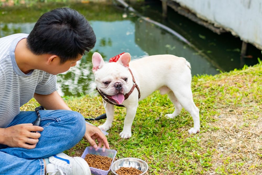 razas de perros blancos pequeños como el bulldog