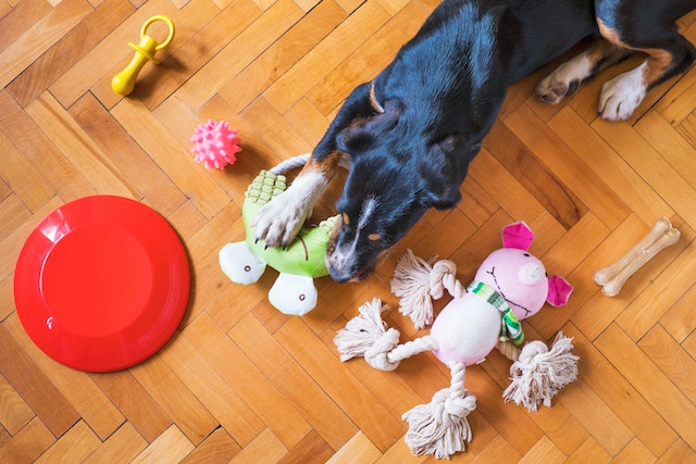 chienne qui amasse des jouets dans son panier