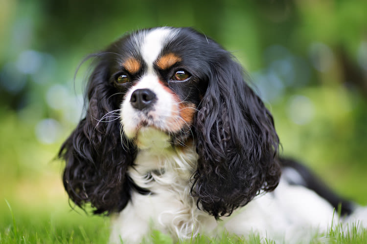 probleme cardiaque cavalier king charles