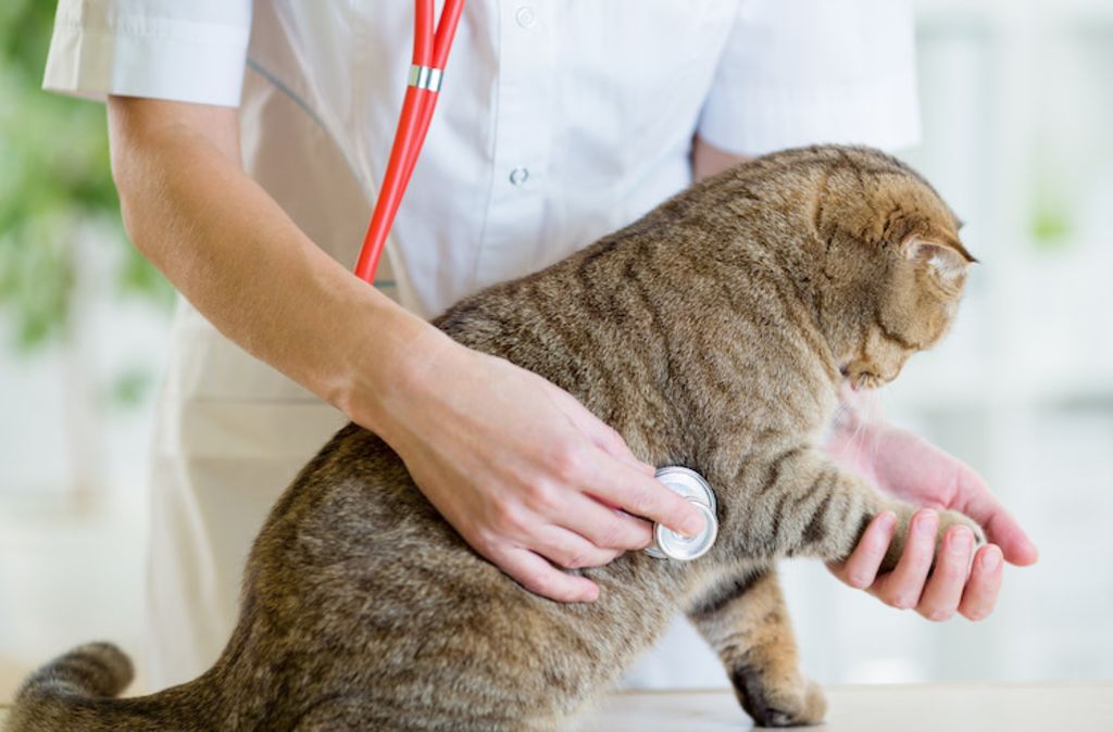 traitement sida du chat