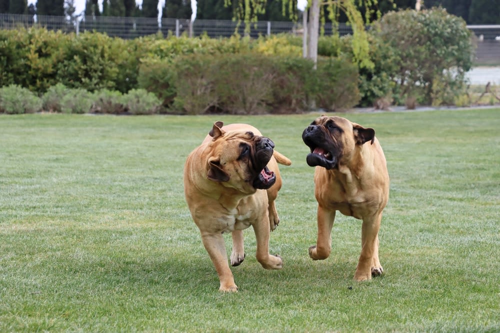 2 bullmastiffs spelen met elkaar