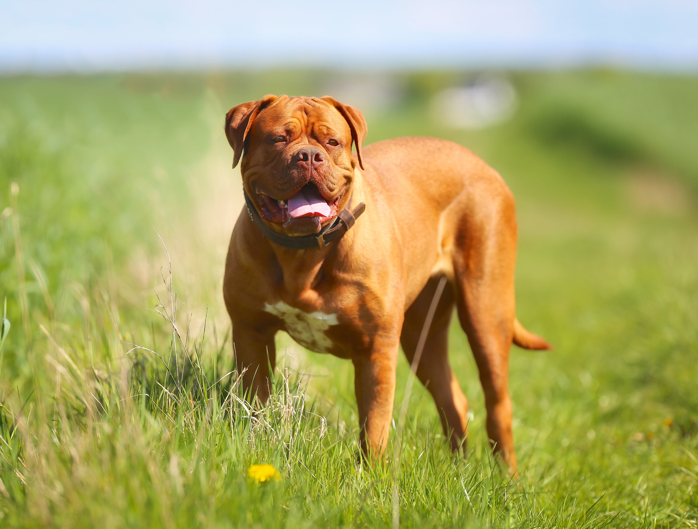 Dogue de Bordeaux caract re comportement et maladie Sant vet