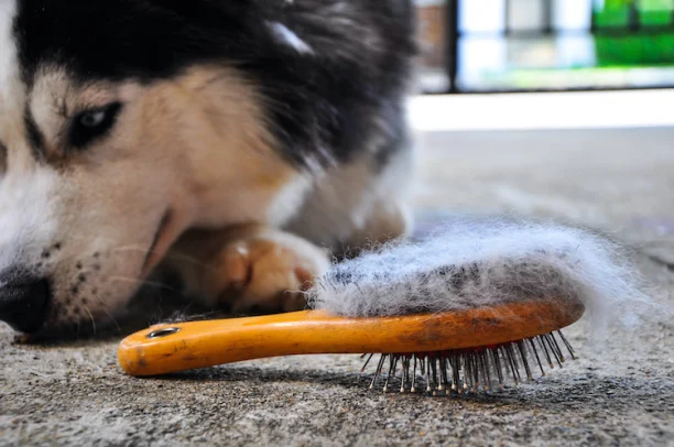 Comment et pourquoi bien brosser son chien ou chat ? - Soins et