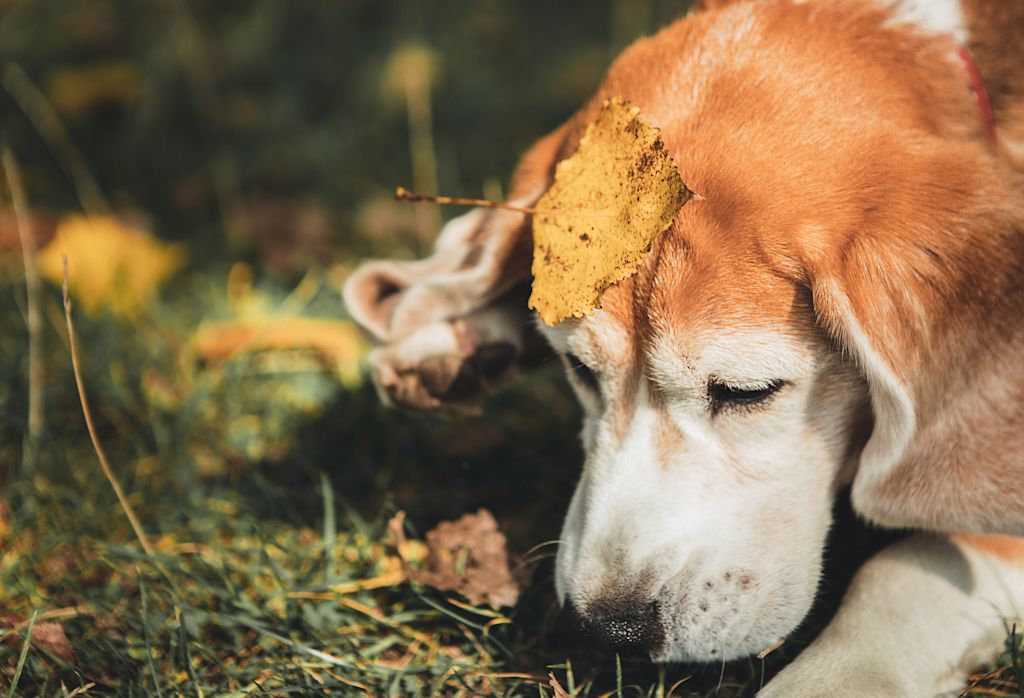 Chien qui a envie de vomir