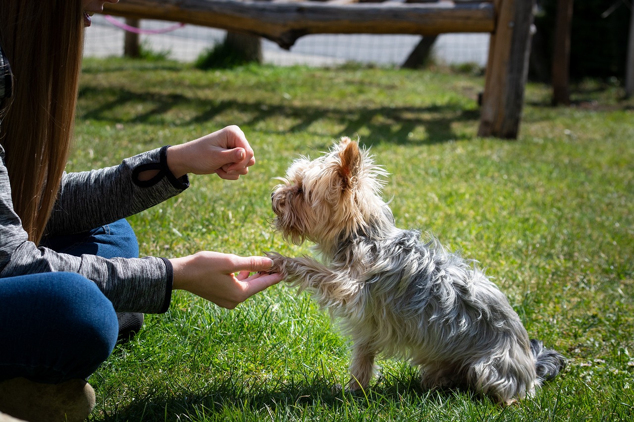 chien qui donne la patte