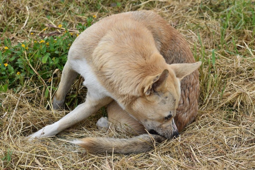 chien qui se gratte