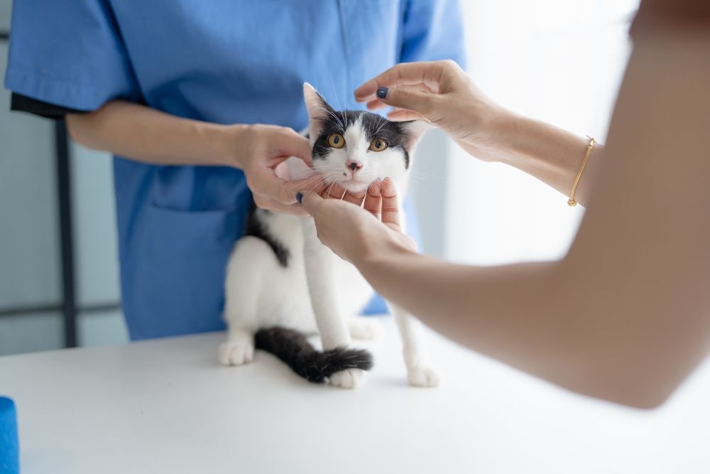 Dierenarts onderzoekt kat