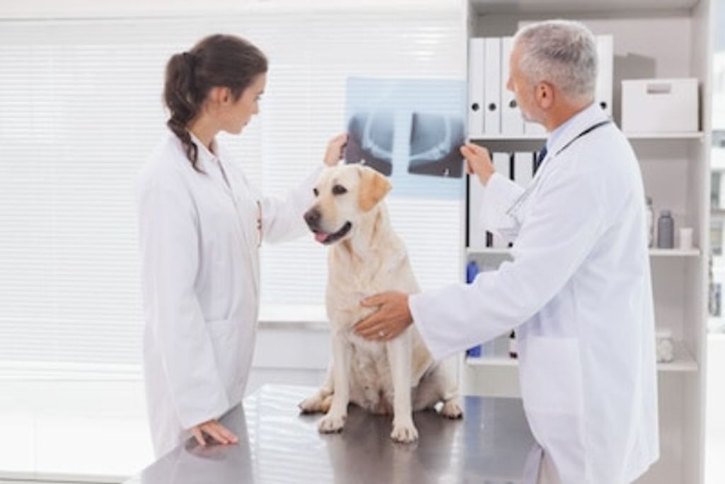 assurance chien frais veterinaire