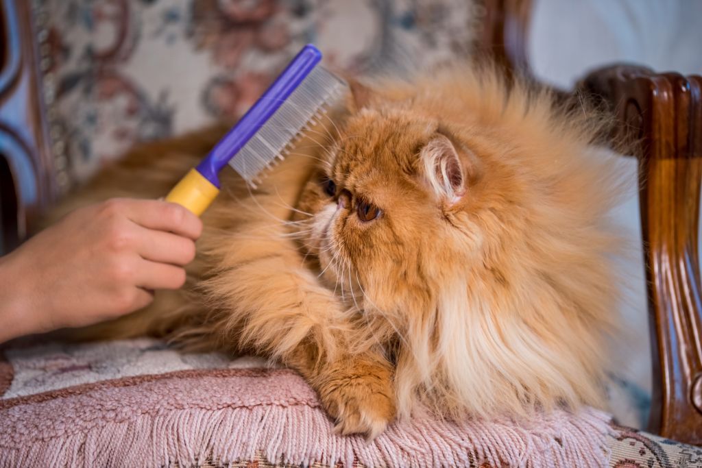 spazzolare il gatto persiano